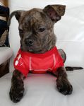 Diesel Red shirt.jpg