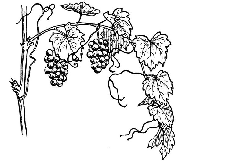 grapevine-t13075.jpg