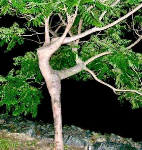 dancing tree.jpg