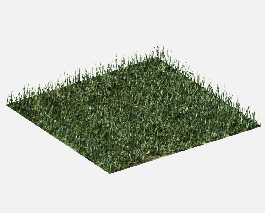 grass_obr.jpg