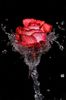 30108_6f7ca597692cd20a0b7d96fe09462daf.jpg