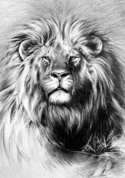Lion%20-%20Pencil%20drawing%20450%20x%20500%20-%20potlood.jpg
