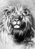 Lion%20-%20Pencil%20drawing%20450%20x%20500%20-%20potlood.jpg