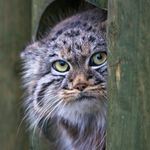 PallasCat.jpg