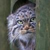 PallasCat.jpg
