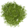 Baum_stil_SCS.png