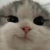 cat-smirking.jfif
