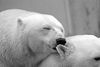 polar-bear-bear-teddy-sleep-65289.jpeg