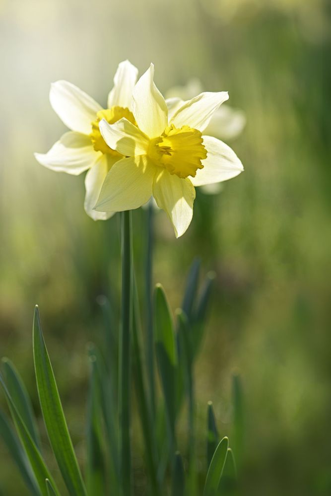 daffodil-.jpg