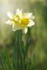 daffodil-.jpg