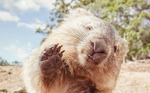 Wombat.png