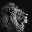 ElRaa_Profile_Lion_wait_black_7fa0b066-5eb0-4ad7-a7a7-91e2ecceebd5.png