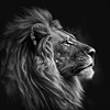 ElRaa_Profile_Lion_wait_black_7fa0b066-5eb0-4ad7-a7a7-91e2ecceebd5.png