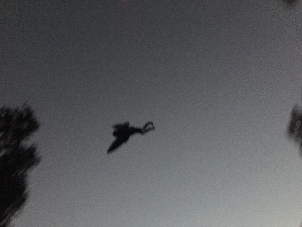 662665d1-107c-49fd-a7ee-c9915ab954f5-mothman1.jpeg