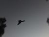 662665d1-107c-49fd-a7ee-c9915ab954f5-mothman1.jpeg