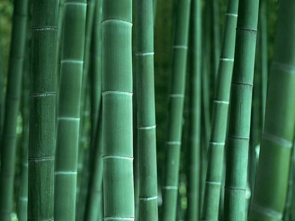 Bamboo-background.jpg