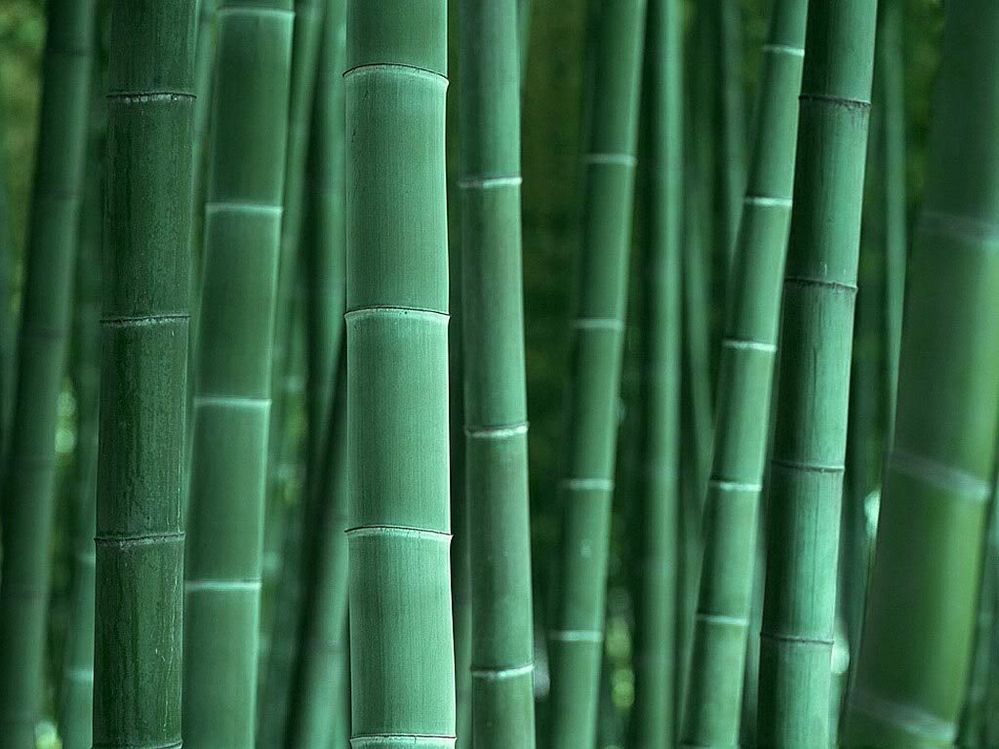 Bamboo-background.jpg