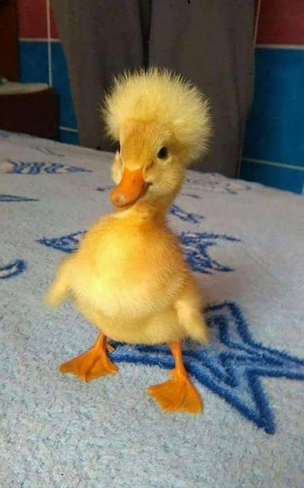 patito.jpeg