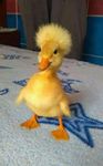 patito.jpeg