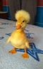 patito.jpeg