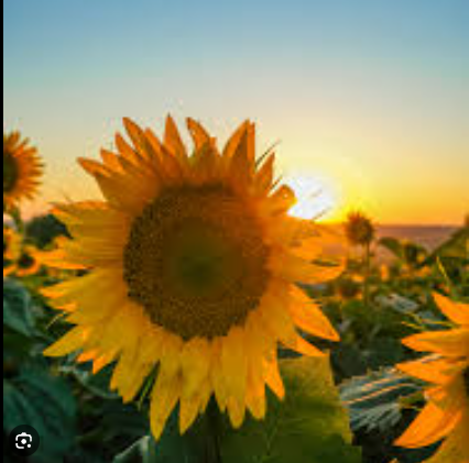 SUNFLOWER.png