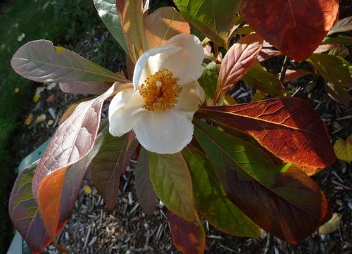 Franklinia alatamaha.jpg