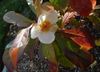 Franklinia alatamaha.jpg