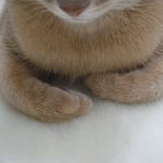 jiji