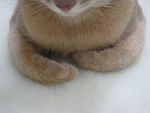 Profile (jiji)
